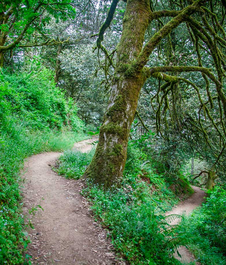 Purisima Creek